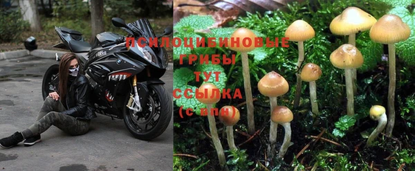 дживик Липки